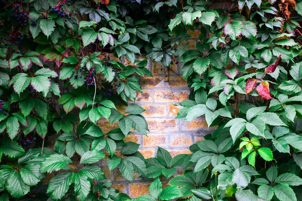 Backsteinmauer Hintergrund Und Grüne Blätter — Stockfoto