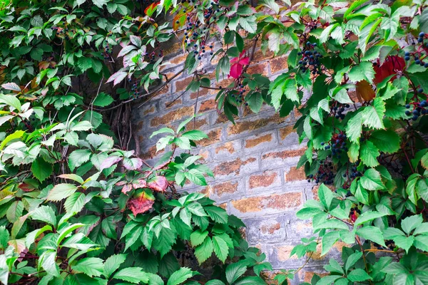 Brick Wall Background Green Leaves — Stock Photo, Image