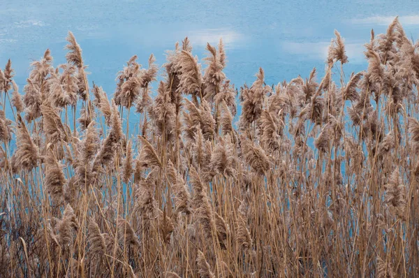 Close Weergave Van Gedroogde Reed Outdoor — Stockfoto