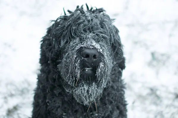 Большая Черная Собака Чёрный Терьер — стоковое фото