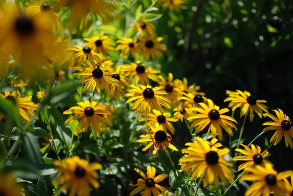 Lindas Flores Amarelas Florescendo Prado Verde — Fotografia de Stock