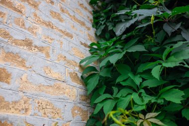 üzüm leafing ve tuğla duvar