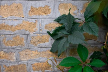 üzüm leafing ve tuğla duvar