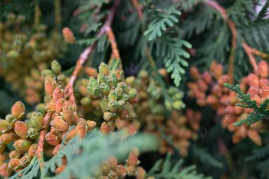 çam kozalakları ve yeşil dallar