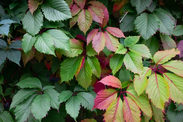 Leafing Grapes Brick Wall — Stock Photo, Image