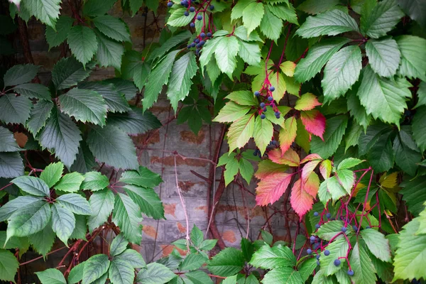 Leafing Grapes Brick Wall — Stock Photo, Image