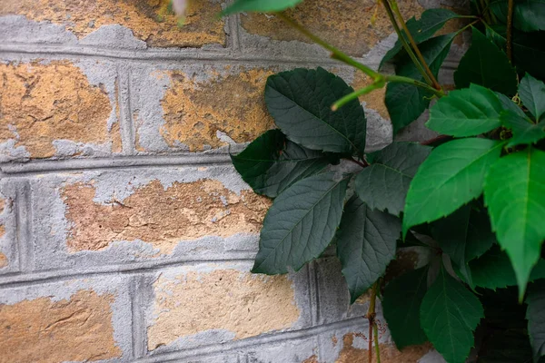 Uvas Hoja Pared Ladrillo — Foto de Stock