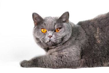 Şirin gri kedi bakış beyaz arka plan üzerinde kapatın