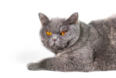 Şirin gri kedi bakış beyaz arka plan üzerinde kapatın