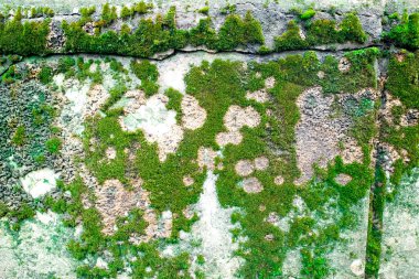 Yosun ve yıpranmış beton duvar yüzeyinde kalıp 
