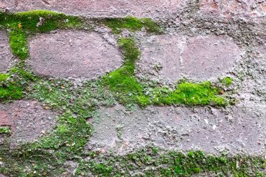 Tuğla duvar yosun ile görünümünü kapat