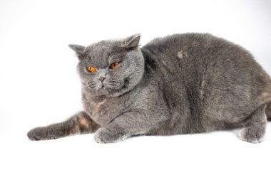 Şirin gri kedi bakış beyaz arka plan üzerinde kapatın