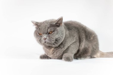 Şirin gri kedi bakış beyaz arka plan üzerinde kapatın