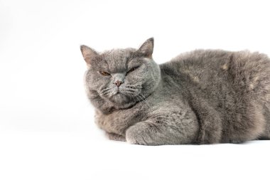 Şirin gri kedi bakış beyaz arka plan üzerinde kapatın