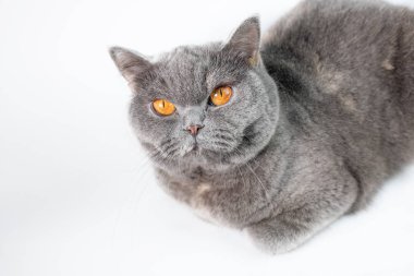 Şirin gri kedi bakış beyaz arka plan üzerinde kapatın