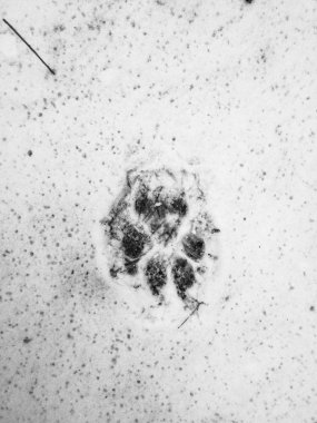 Pençe yazdırma görünümü karda kadar kapatın