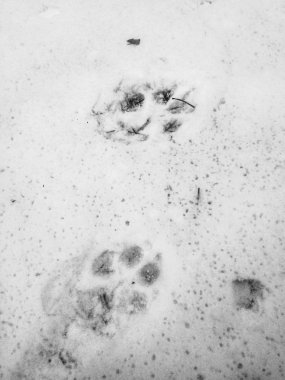 Pati izlerini bakış kar üzerinde kapatın