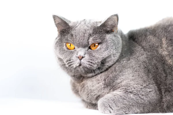 Vista Cerca Del Lindo Gato Gris Sobre Fondo Blanco —  Fotos de Stock