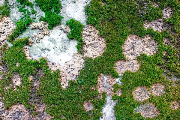 Moss Mold Weathered Concrete Wall Surface — Stock Photo, Image