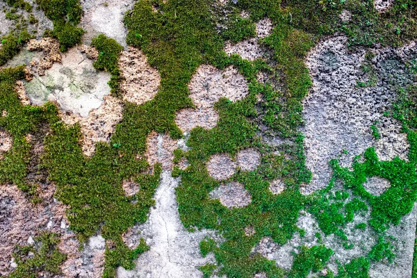 Moss Mold Weathered Concrete Wall Surface — Stock Photo, Image