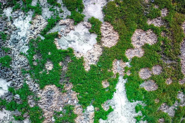 Moss and mold on weathered concrete wall surface