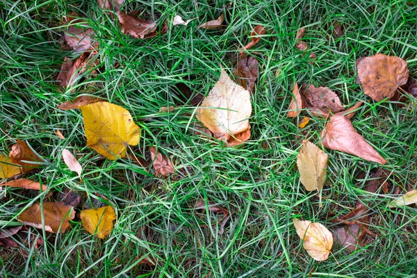 Висушене Барвисте Осіннє Листя Зеленій Траві — стокове фото
