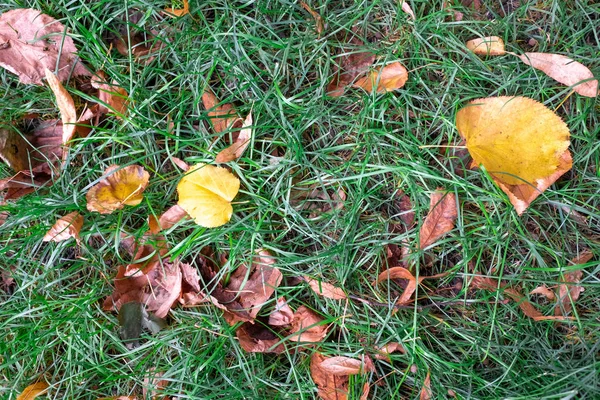 Gedroogde Kleurrijke Herfst Blaadjes Groen Gras — Stockfoto