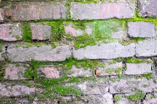 Close Van Bakstenen Muur Met Mos — Stockfoto