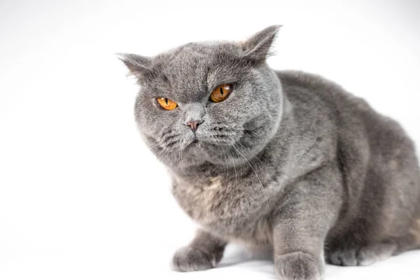 Vista Cerca Del Lindo Gato Gris Sobre Fondo Blanco —  Fotos de Stock