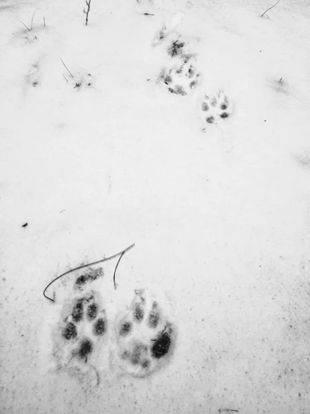 Pati Izlerini Bakış Kar Üzerinde Kapatın — Stok fotoğraf