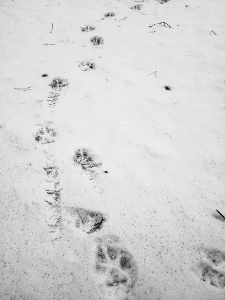 Close Van Paw Prints Sneeuw — Stockfoto