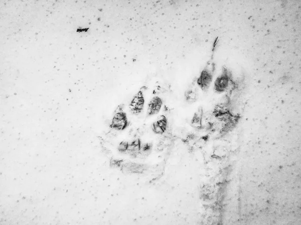 Close View Paw Prints Snow Stock Picture