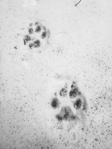 Close View Paw Prints Snow Stock Photo