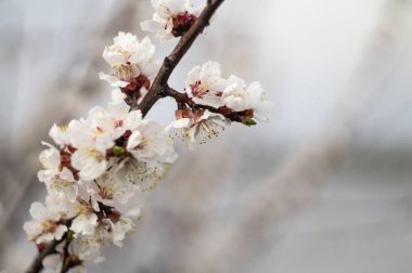 Güzel çiçek çiçek açan elma ağacının görünümü kapatın