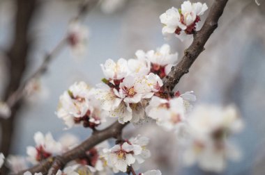 Güzel çiçek çiçek açan elma ağacının görünümü kapatın