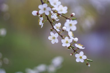 Çiçeklenme kiraz ağacı çiçek görünümü kapatın