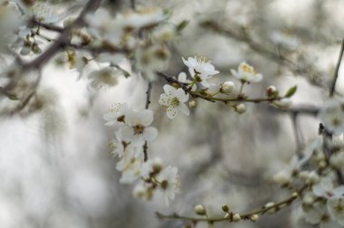 Çiçeklenme kiraz ağacı çiçek görünümü kapatın