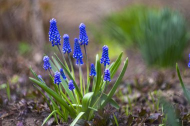 güzel küçük mavi çiçekler