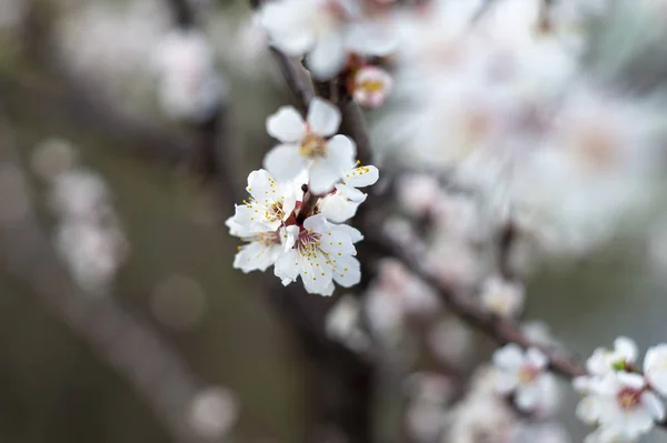 Närbild Bild Vackra Blommor Blommande Äppelträd — Stockfoto