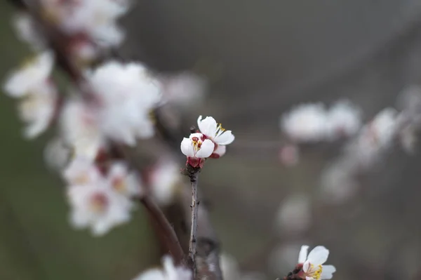 Närbild Bild Vackra Blommor Blommande Äppelträd — Stockfoto