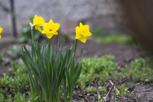 bright beautiful colored fresh flowers, very beautiful flowers