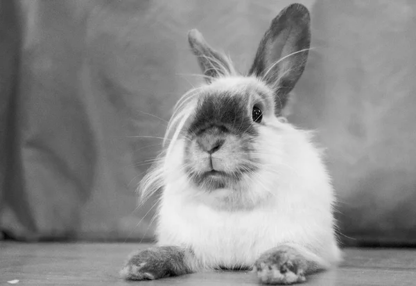 Милый Пушистый Кролик Деревянном Полу — стоковое фото