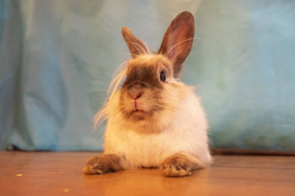 Cute Fluffy Rabbit Wooden Floor — Stock Photo, Image