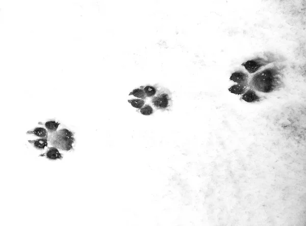 Vista Ravvicinata Delle Impronte Zampe Sulla Neve — Foto Stock