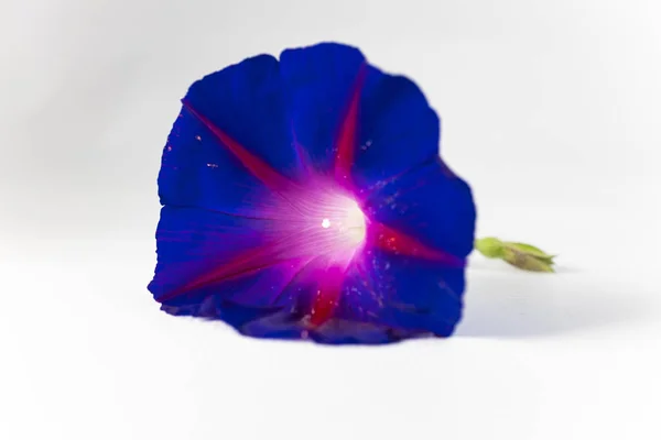 Belle Fleur Bleue Sur Fond Blanc — Photo