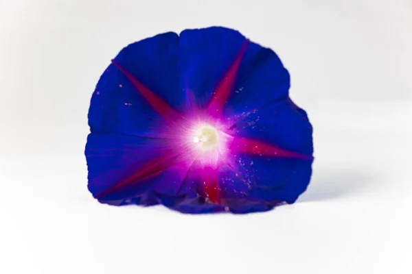 白い背景の上の美しい青い花 — ストック写真