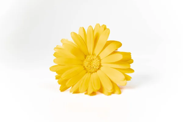 Belle Fleur Jaune Sur Fond Blanc — Photo