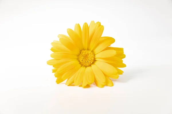 Piękny Żółty Kwiat Białym Tle — Zdjęcie stockowe
