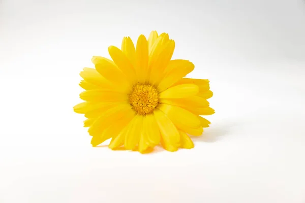 Schöne Gelbe Blume Auf Weißem Hintergrund — Stockfoto