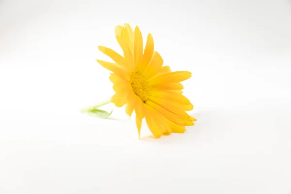 Beautiful Yellow Flower White Background — Stock Photo, Image
